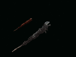 A Tiger Thresher Hatchling compared with a Tiger Thresher