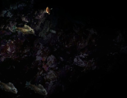 A diver encountering 4 decorative fish in a crystal cave.