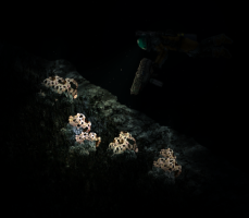 Hydroxyapatite glowing in the dark